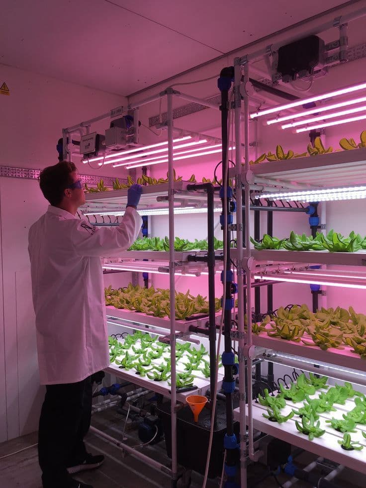 Cultivo indoor de cannabis bajo luces LED