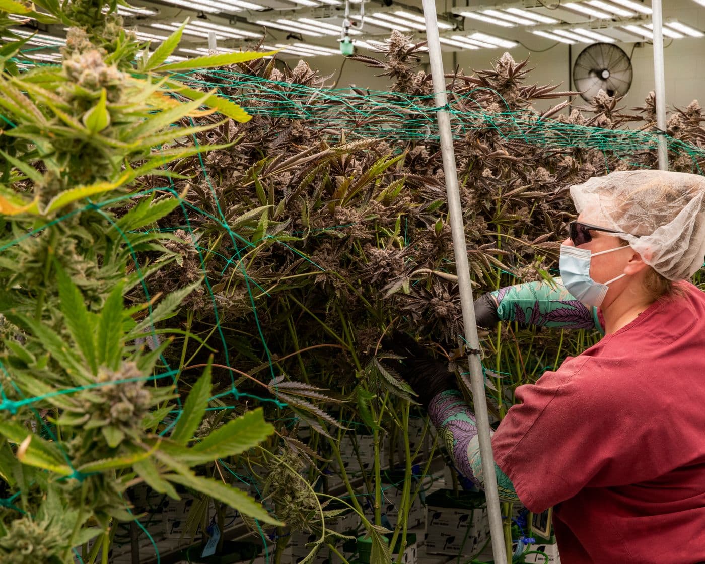 Trabajadora en un cultivo de cannabis legal en Argentina
