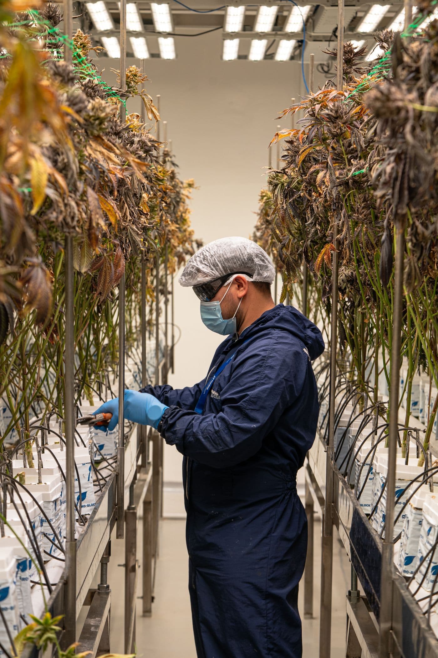 Cultivo y producción